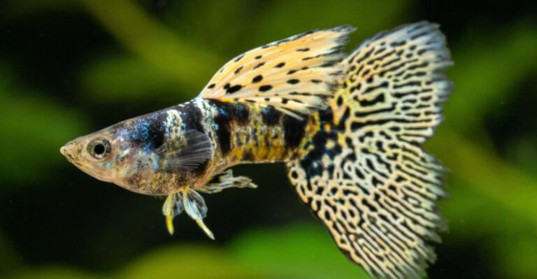 16 Gorgeous Fish With Fins That Always Steal The Spotlight