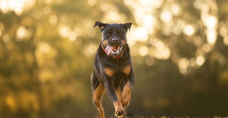 16 Proven Tips For Handling A Strong-Willed Rottweiler With Confidence
