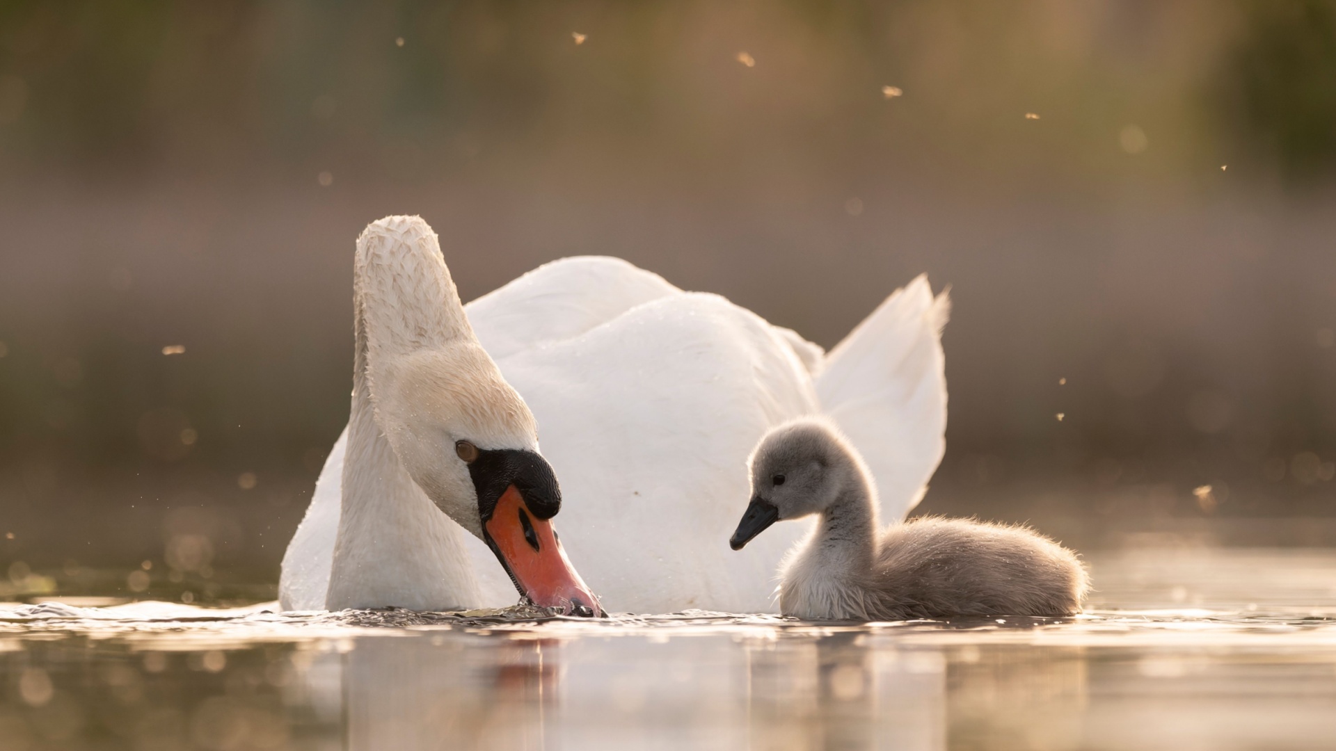 17 Amazing Swan Facts You Probably Didn’t Know