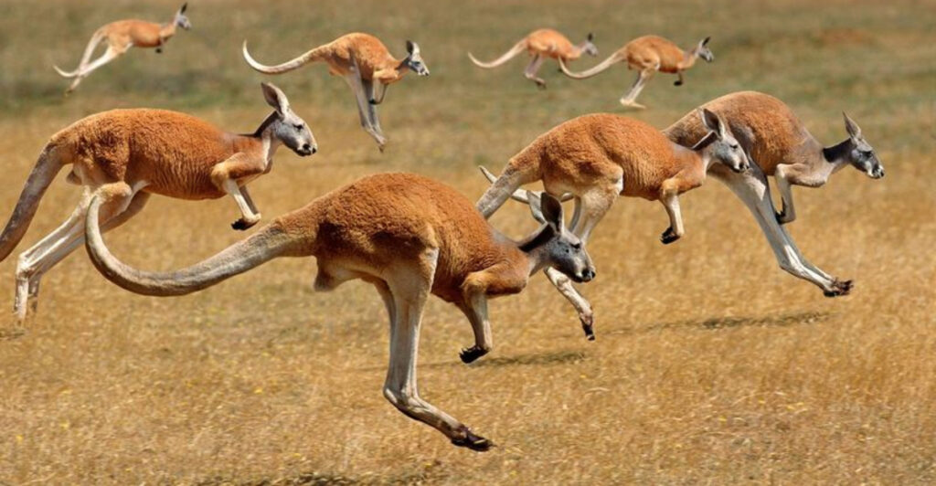 17 Animals That Could Totally Outrun You