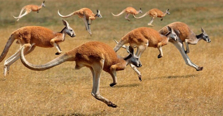 17 Animals That Could Totally Outrun You