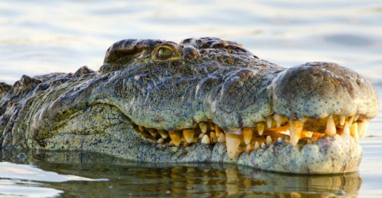 17 Animals With The Longest Time Spent In Captivity