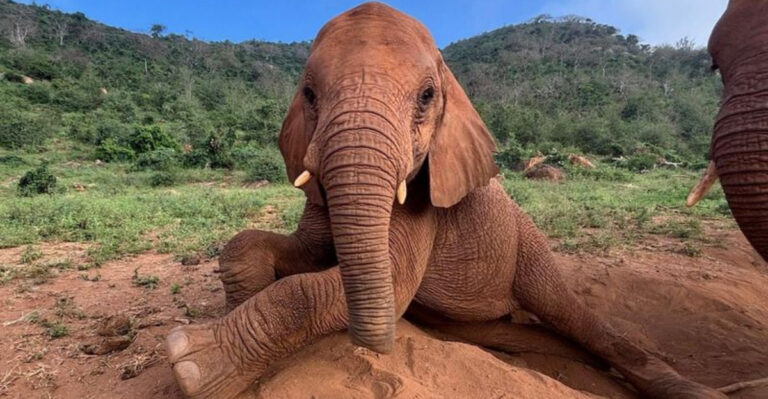 17 Brilliant Times Animals Outsmarted Humans