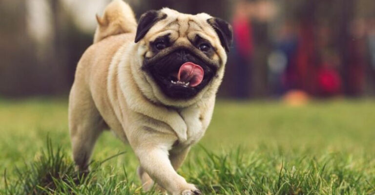 17 Dog Breeds Facing Serious Inbreeding Challenges
