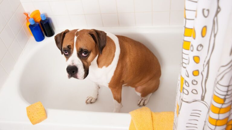 17 Dog Breeds Famous For Their Strong Smell