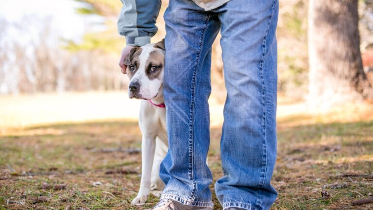 17 Everyday Habits That Could Be Causing Your Dog Anxiety