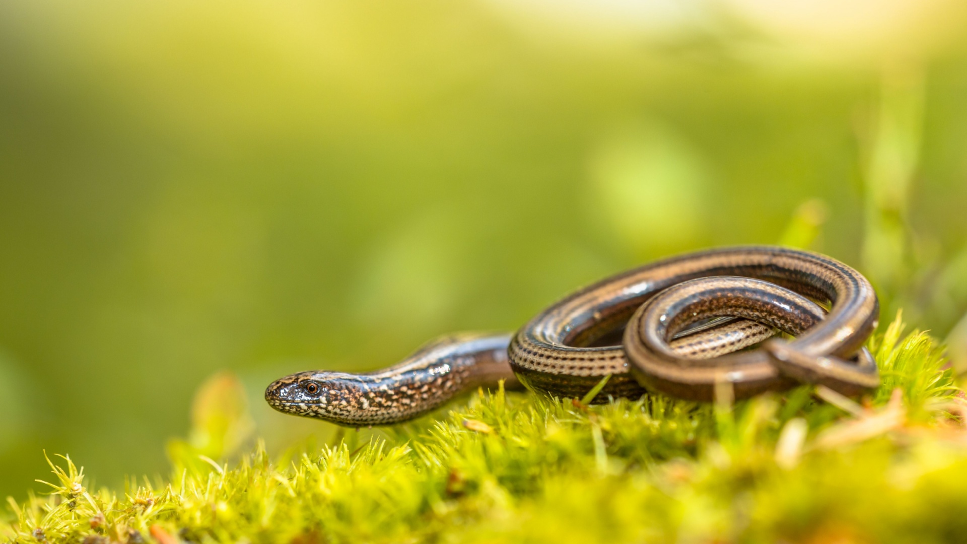 17 Fascinating Legless Animals From Around The World