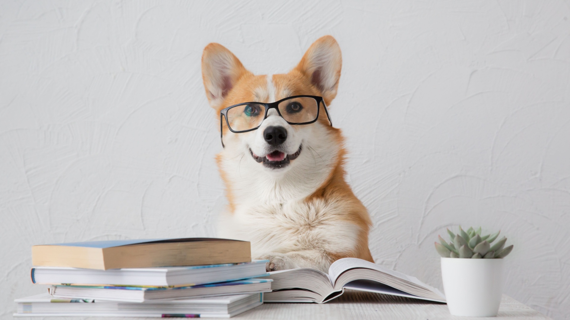 17 Fun Activities To Make Your Dog Smarter