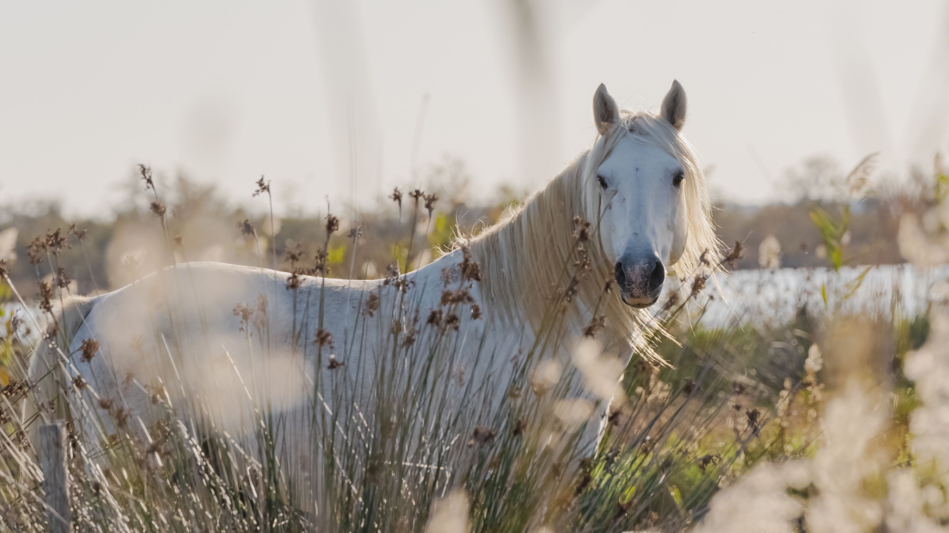 17 Gentle Horse Breeds That Will Instantly Win Your Heart