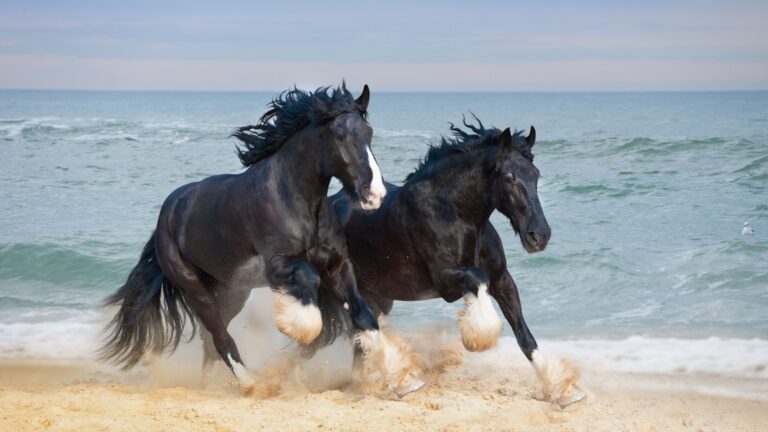 17 Giant Horse Breeds That Will Take Your Breath Away