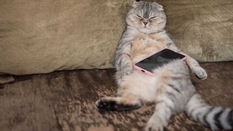17 Laid-Back Cat Breeds Perfect For People Who Love To Relax