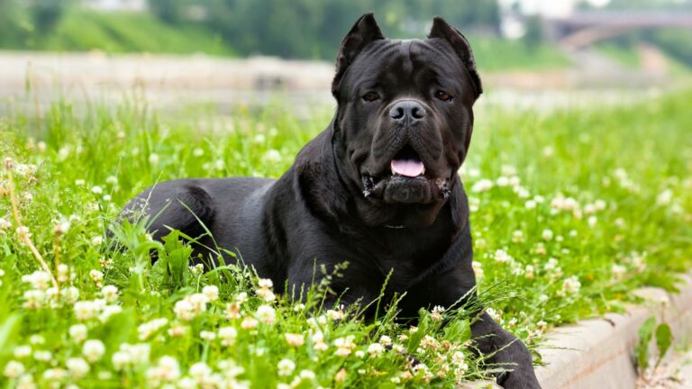 17 Reasons Why The Cane Corso Is A True Genius In The Dog World
