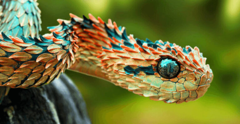 17 Reptiles With Stunningly Beautiful Eyes