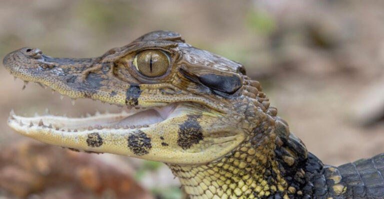 17 Silent Predators Of The Jungle You’ll Never Hear Coming