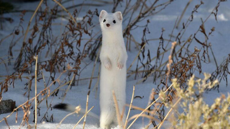17 Unexpected Predators That Hunt Hummingbirds (Some Will Shock You!)