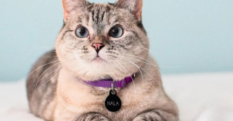 17 Animals With Unbelievable Hearing That Will Astonish You