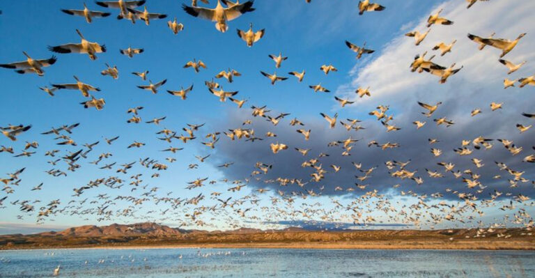17 Best Bird-Watching Spots Across America You'll Want To Check Out