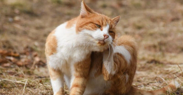 17 Concerns Pet Owners Have About Letting Cats Roam Outdoors