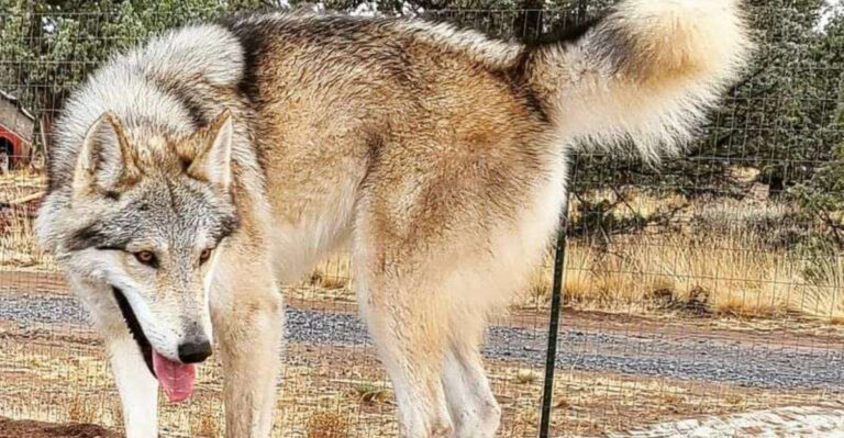 17 Dog Breeds Banned From Breeding: Here’s Why They Can’t Reproduce
