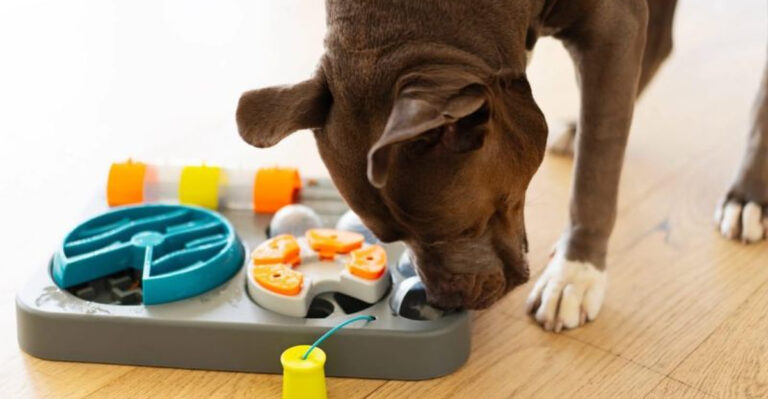 17 Essential Accessories Every Dog Owner Should Have