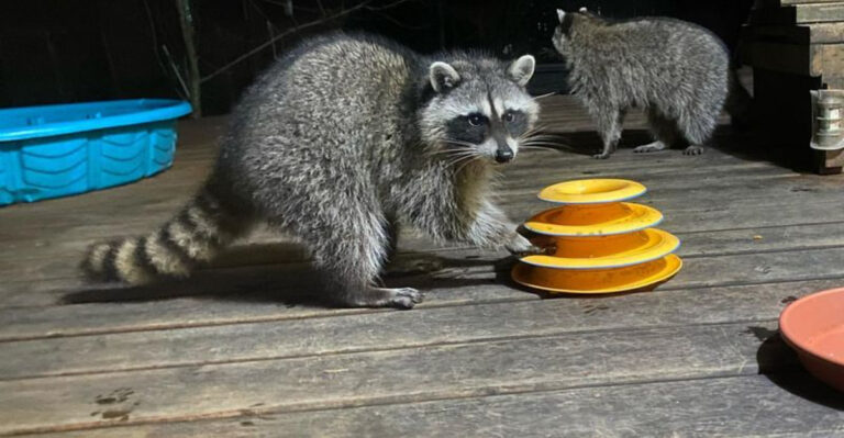 17 Eye-Opening Reasons Why Pet Raccoons Are A Bad Idea
