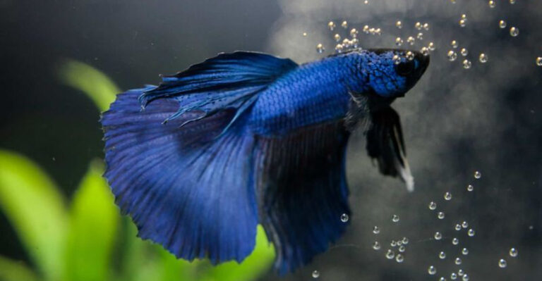 17 Intriguing Betta Fish Facts You Didn't Know Before