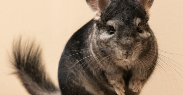 17 Must-Know Tips To Properly Care For Your Chinchilla