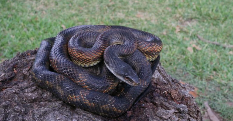 17 Mysterious Creatures Roaming The Wild Louisiana Bayou
