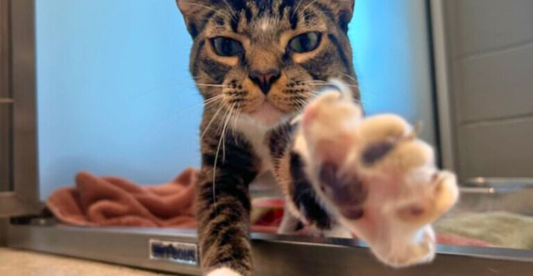 17 Reasons Some Cats Struggle To Find Their Forever Home
