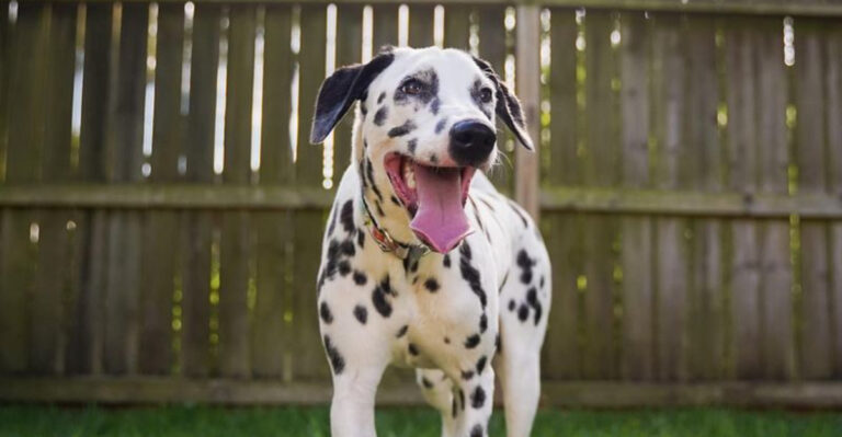 17 Reasons Why Dalmatian Dogs Are Truly Special