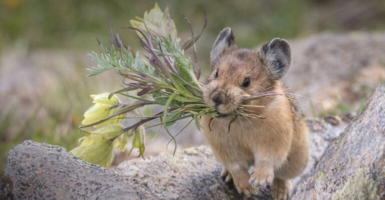 17 Unforgettable Wildlife Encounters In The Majestic Rocky Mountains