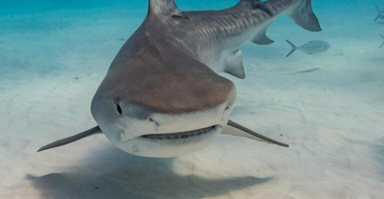 18 Amazing Animal Senses You Wish You Had