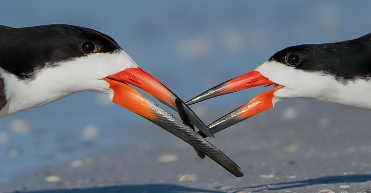 18 Birds With The Most Unique And Unbelievable Beaks