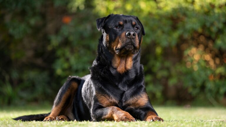 18 Brave Dog Breeds That Will Always Protect Their Families