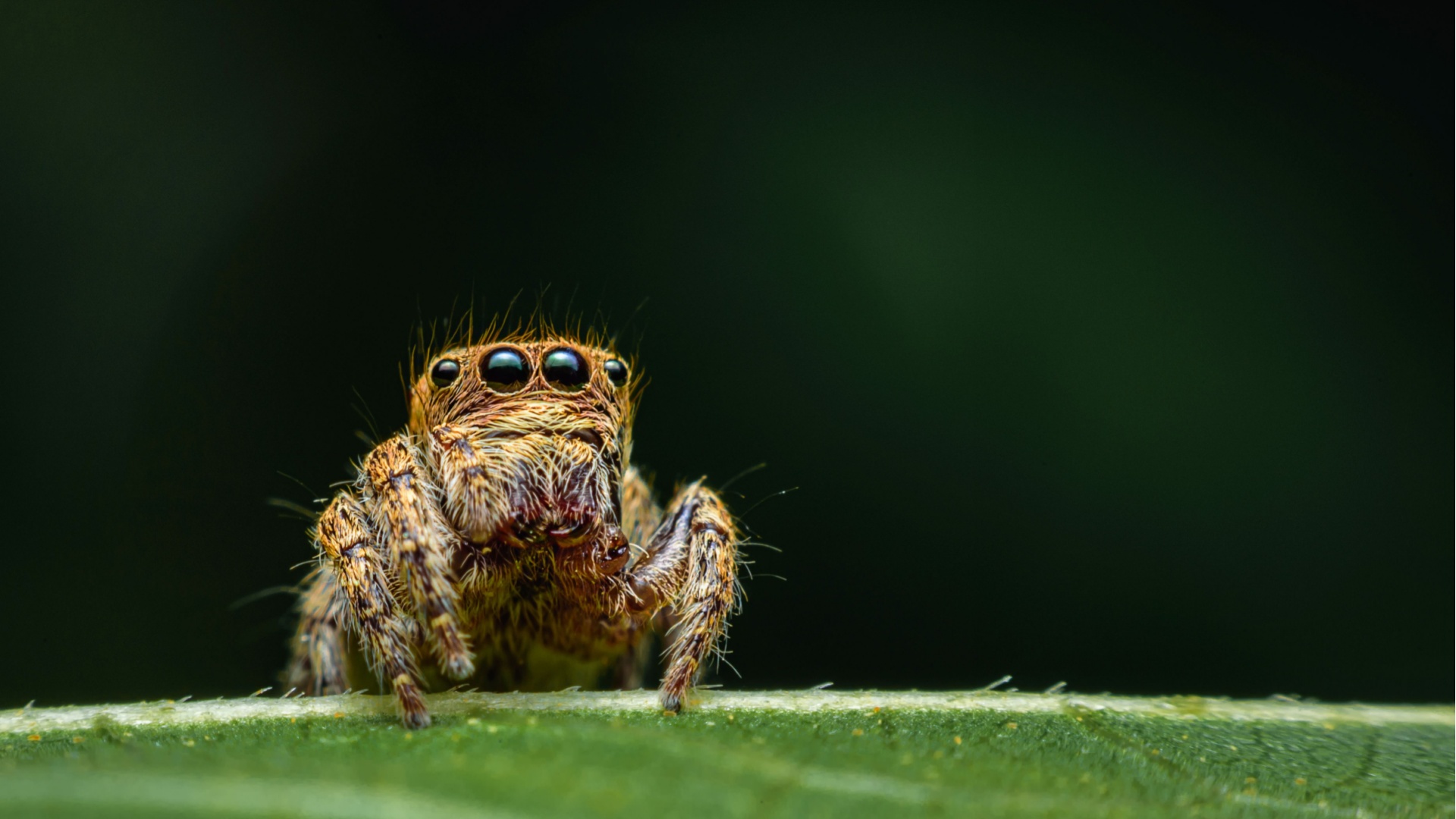 18 Cool Creatures With More Than Two Eyes