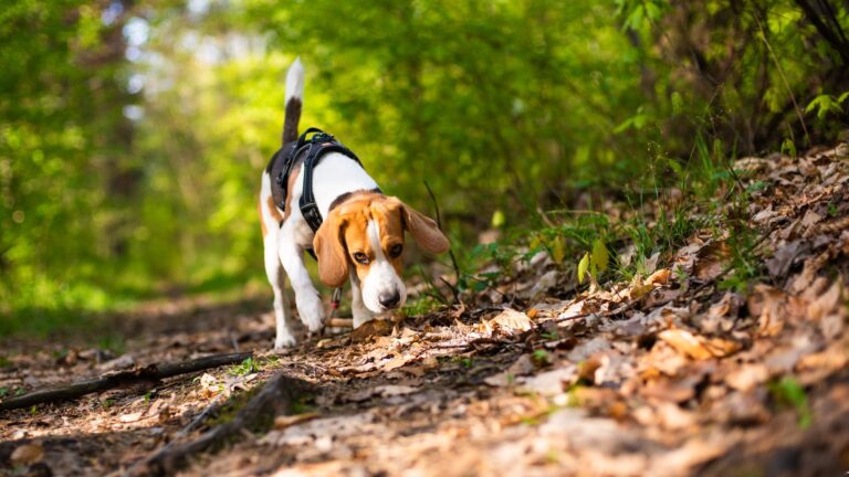 18 Dog Breeds With Noses That Can Sniff Out Anything