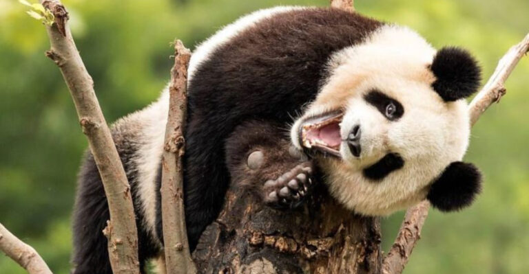 18 Fascinating Panda Facts You Probably Didn't Know