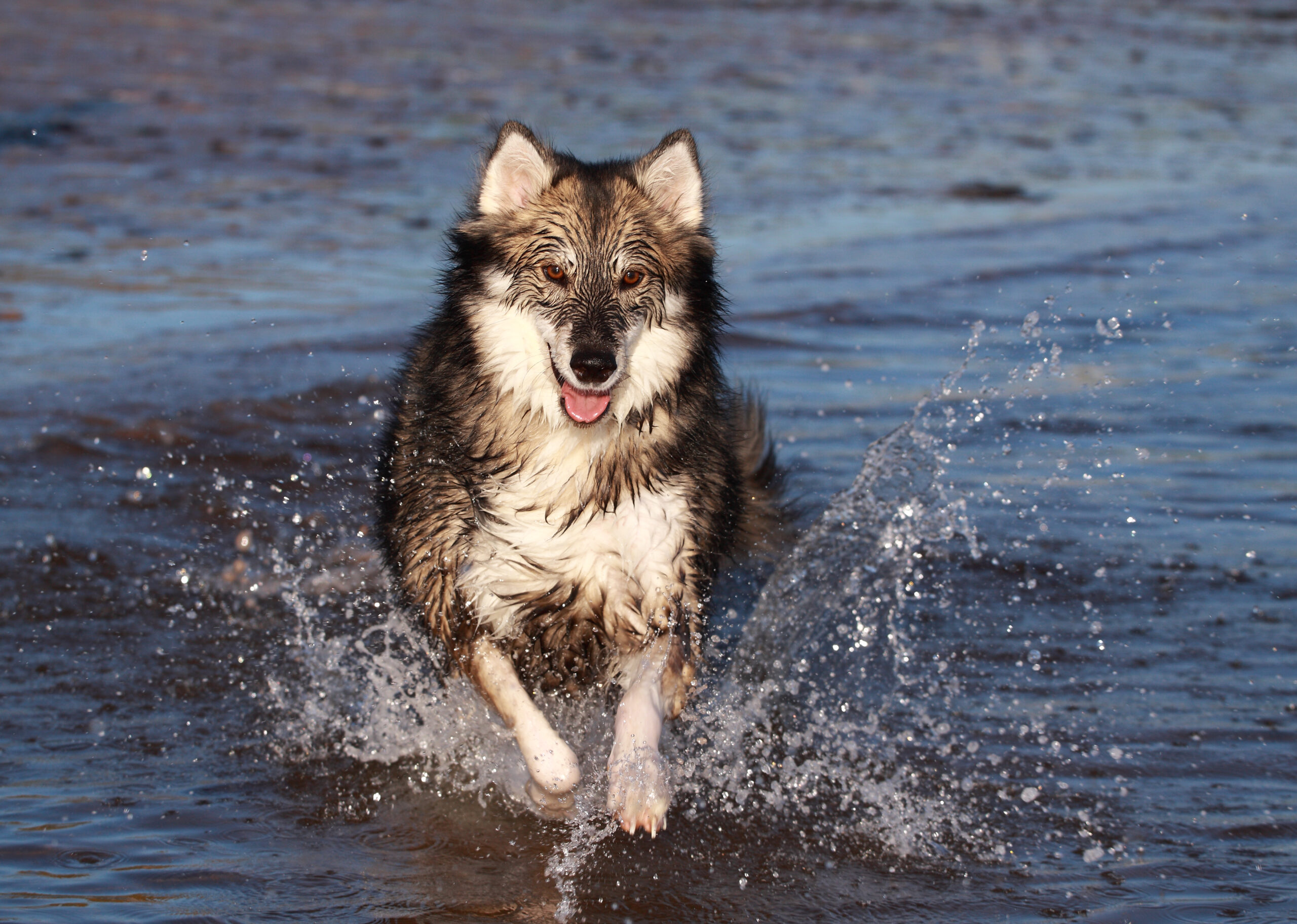 18 Fierce-Looking Dogs That Resemble Wolves But Are Total Sweethearts