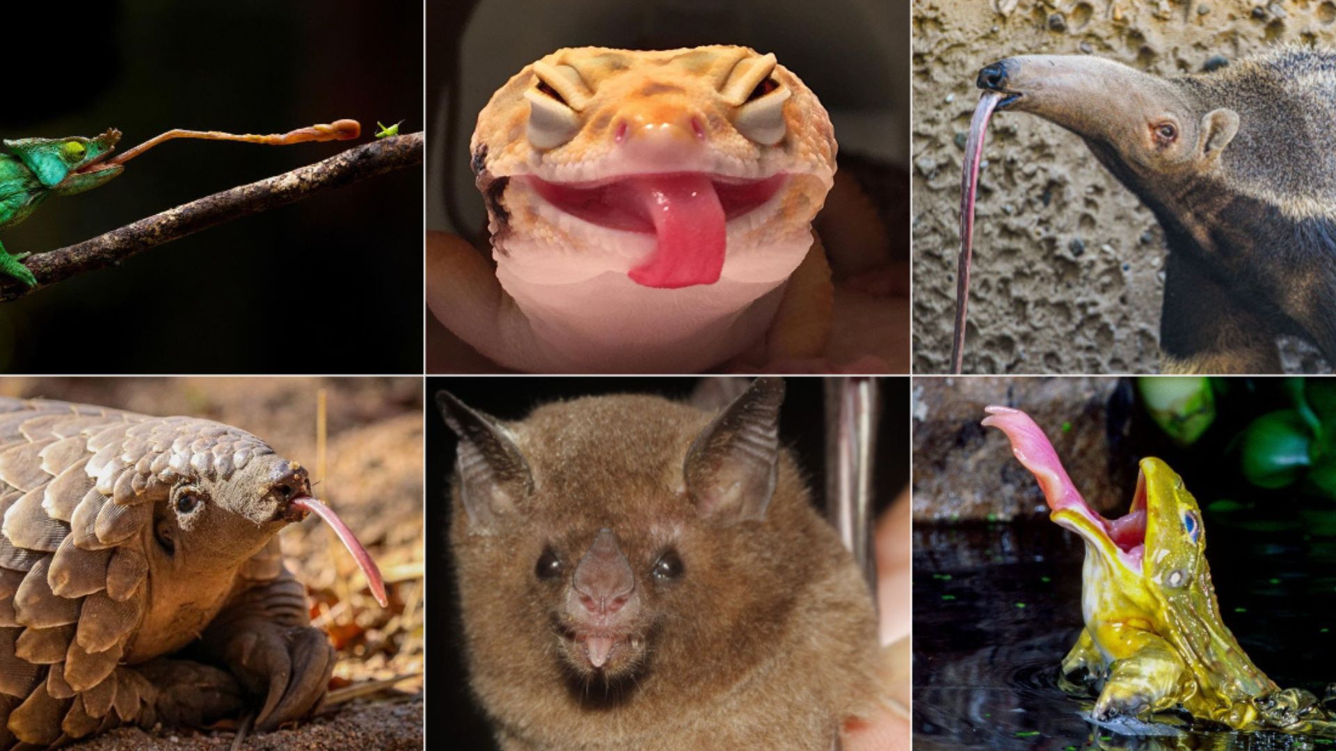 18 Incredible Animal Tongues And Their Wild Abilities