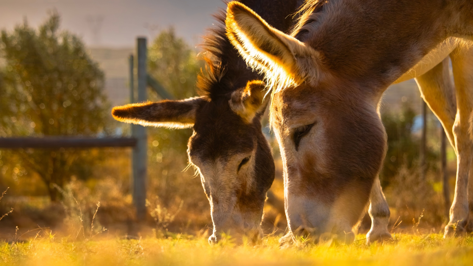 18 Incredible Donkey Facts That Will Make You Love This Hardworking Animal