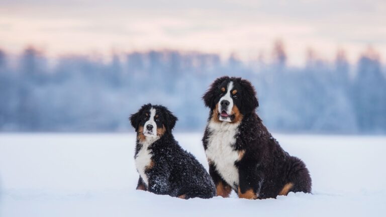 18 Interesting Facts About The Bernese Mountain Dog