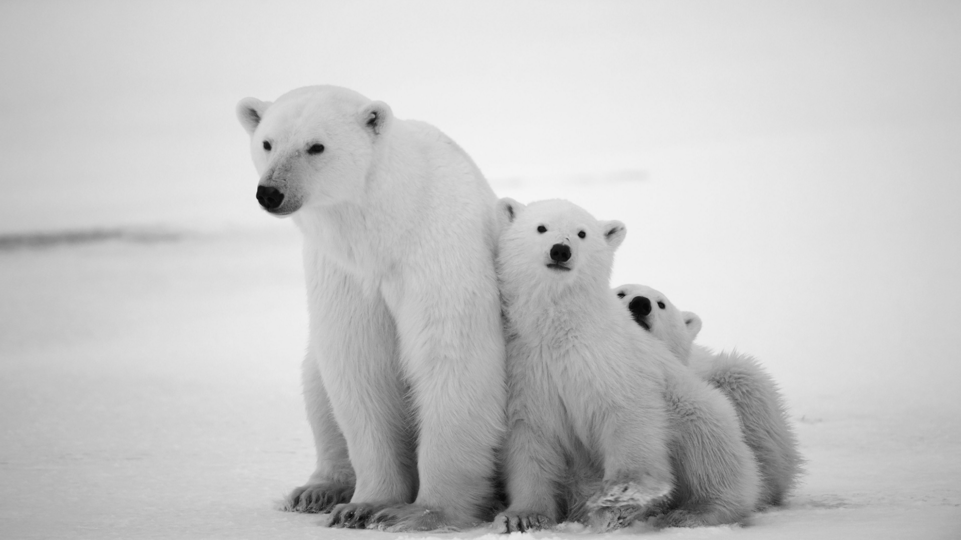 18 Things You Need To Know About Polar Bears