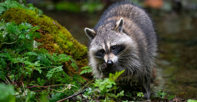 Discover stunning animals native to the United States, each showcasing unique beauty and remarkable traits found across the nation's diverse landscapes.