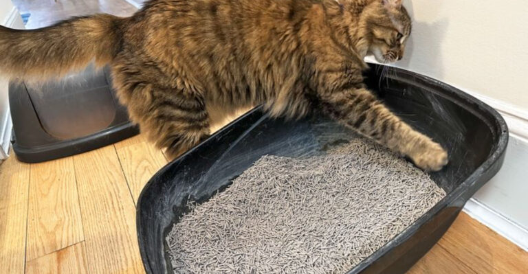 18 Cat Litter Box Myths That Might Be Messing With Your Routine