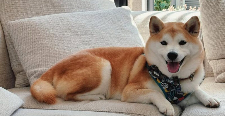 18 Dog Breeds That’ll Keep Your Home Fur-Free At All Times