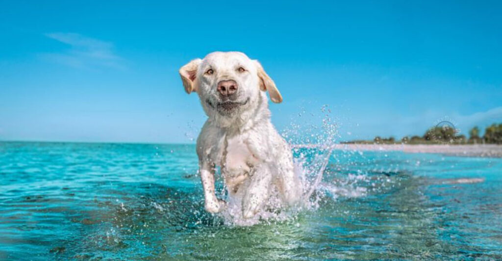 FUN FACTS ABOUT LABRADOR RETRIEVERS visual data 8