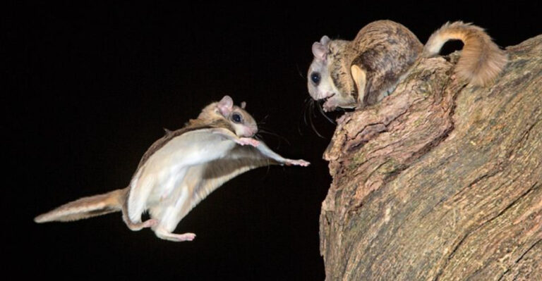 18 Strange Animals Spotted Along The Appalachian Trail