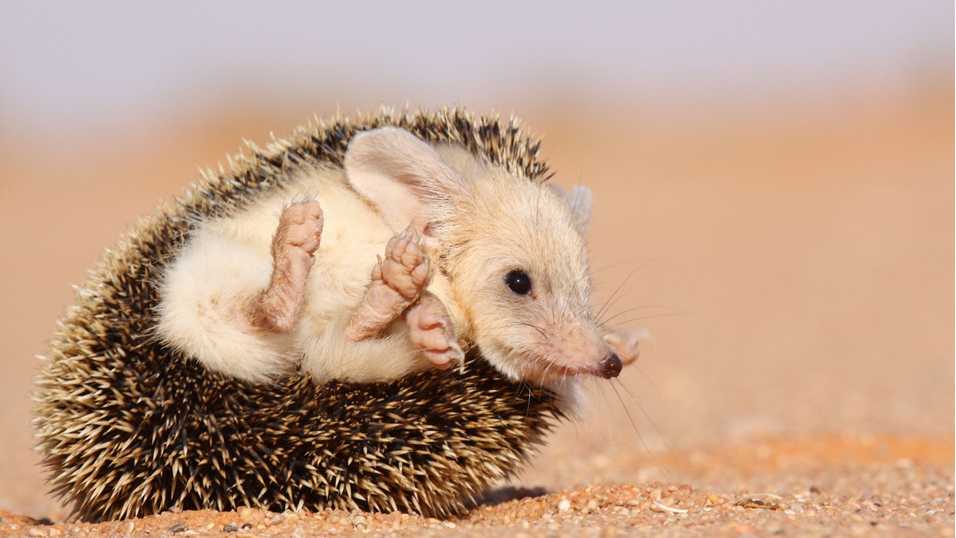 19 Animals That Thrive In Desert Environments