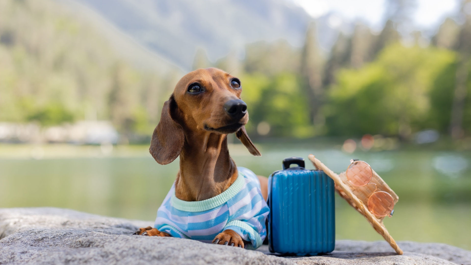 19 Best Dog Breeds For Solo Travelers