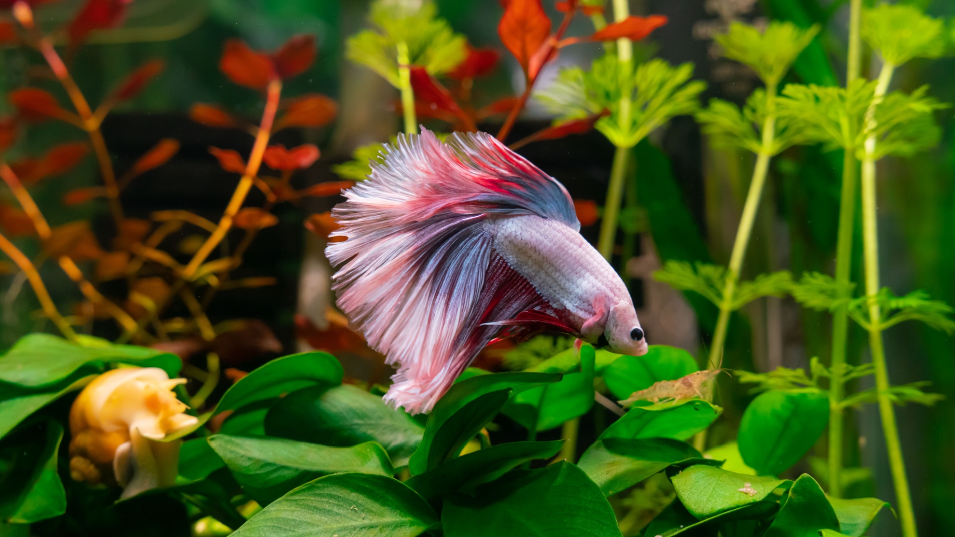 19 Best Tank Mates For Betta Fish